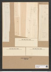 Desmogonium gujanense Ehr. (de-Toni-Nr.: Genus 71, Species 2703) Zeichnungen Sammlung Grunow Nr. 5540 (NHMW-BOT-W0373994)